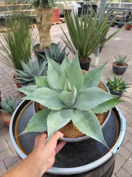 Winterharte-Agave-ovatifolia-Nr-23