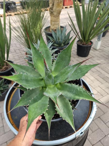 Winterharte-Agave-Montana-Nr-26