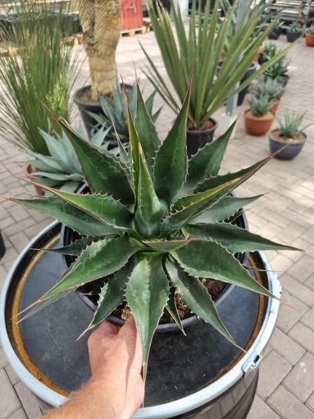 Winterharte-Agave-Montana-Nr-30 Winterharte-Agave-Montana-Nr-30