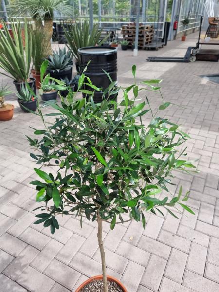Olivenbaum 115 cm - genau diesen Olivenbaum kaufen Nr.2S