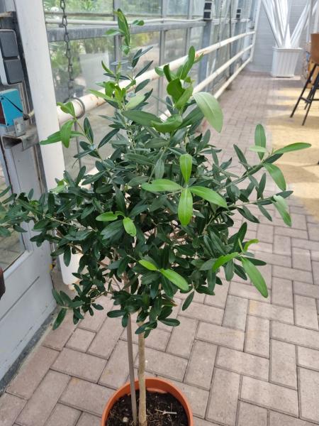 Olivenbaum 115 cm - genau diesen Olivenbaum kaufen Nr.1S