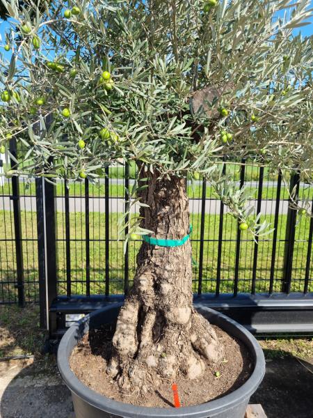Olivenbaum 230cm -  (70/80 Jährig) genau diesen Olivenbaum kaufen Nr.86