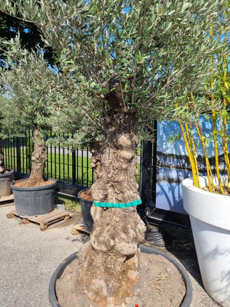 Olivenbaum 230cm -  (70/80 Jährig) genau diesen Olivenbaum kaufen Nr.87