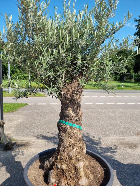 Olivenbaum 210cm -  (70/80 Jährig) genau diesen Olivenbaum kaufen Nr.89