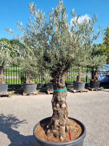 Olivenbaum 220cm -  (70/80 Jährig) genau diesen Olivenbaum kaufen Nr.85