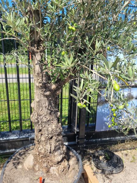 Olivenbaum 220cm -  (70/80 Jährig) genau diesen Olivenbaum kaufen Nr.99