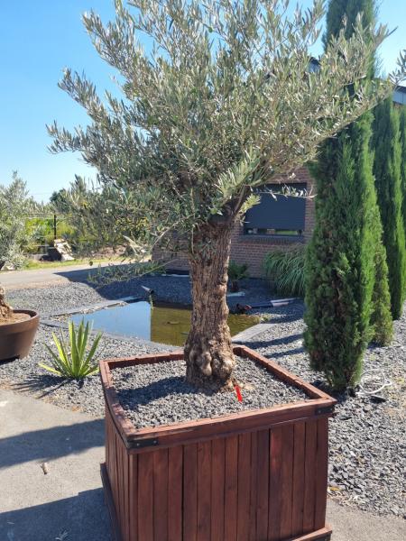 Olivenbaum 250cm -  (70/80 Jährig) genau diesen Olivenbaum kaufen Nr.100