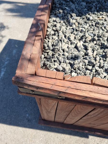 Olivenbaum 250cm -  (70/80 Jährig) genau diesen Olivenbaum kaufen Nr.100