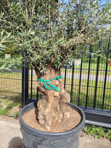 Olivenbaum 210cm -  (70/80 Jährig) genau diesen Olivenbaum kaufen Nr.102