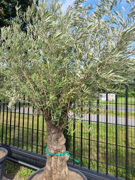 Olivenbaum 240cm - (70/80 Jährig) genau diesen Olivenbaum kaufen Nr.105 Olivenbaum 240cm - (70/80 Jährig) genau diesen Olivenbaum kaufen Nr.105