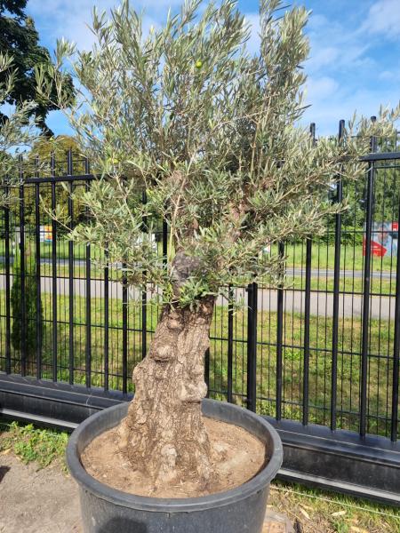 Olivenbaum 210cm -  (70/80 Jährig) genau diesen Olivenbaum kaufen Nr.106