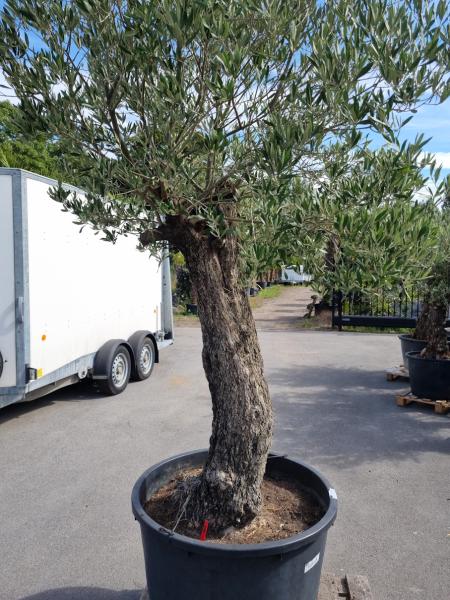 Olivenbaum 280cm extra hohem Stamm -  (70/80 Jährig) genau diesen Olivenbaum kaufen Nr.107