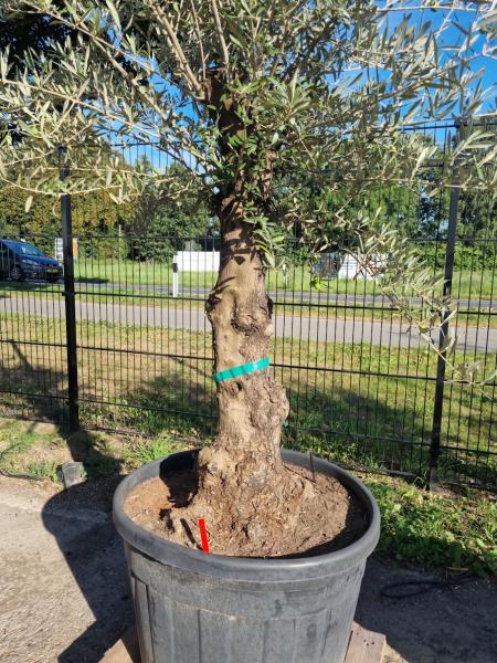 Olivenbaum 230cm - (70/80 Jährig) genau diesen Olivenbaum kaufen Nr.112 Olivenbaum 230cm - (70/80 Jährig) genau diesen Olivenbaum kaufen Nr.112