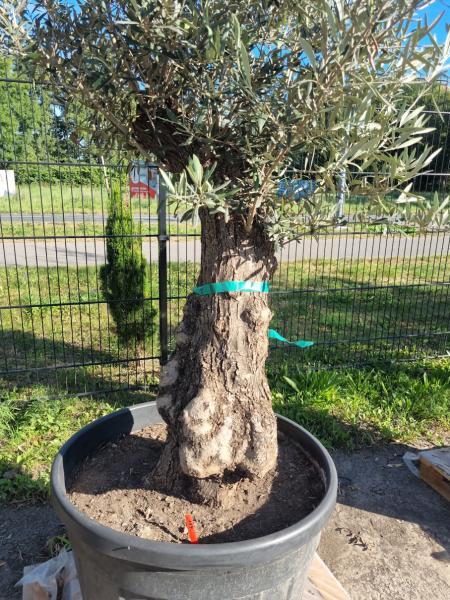 Olivenbaum 230cm - (70/80 Jährig) genau diesen Olivenbaum kaufen Nr.114 Olivenbaum 230cm - (70/80 Jährig) genau diesen Olivenbaum kaufen Nr.114