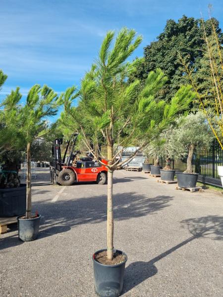 Pinus-Pinea-Nr-7