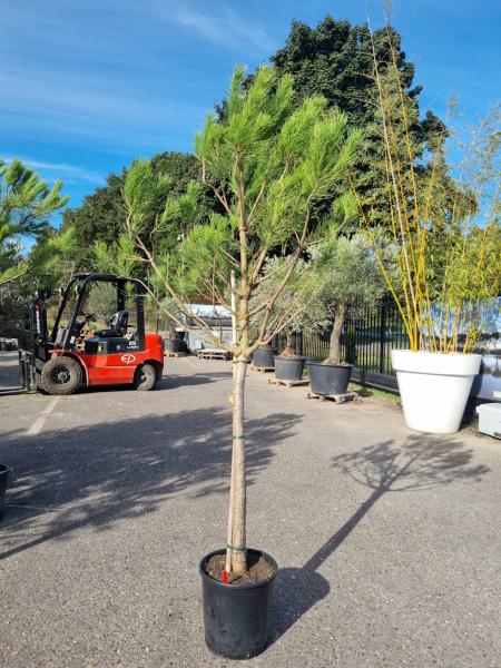 Pinus-Pinea-Nr-9