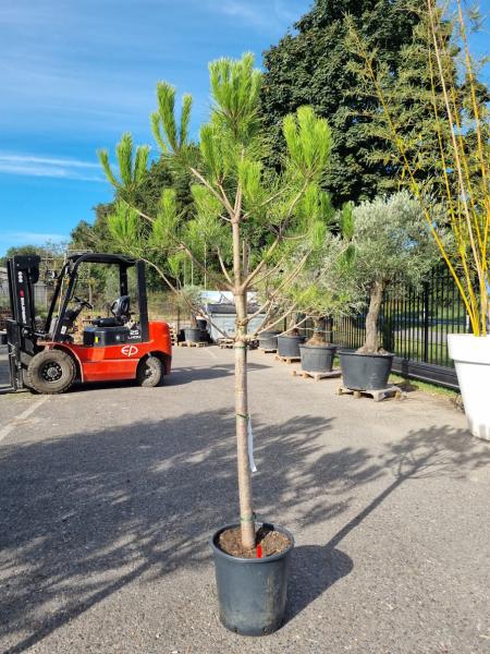 Pinus-Pinea-Nr-10