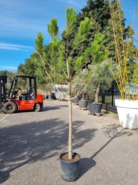 Pinus-Pinea-Nr-11