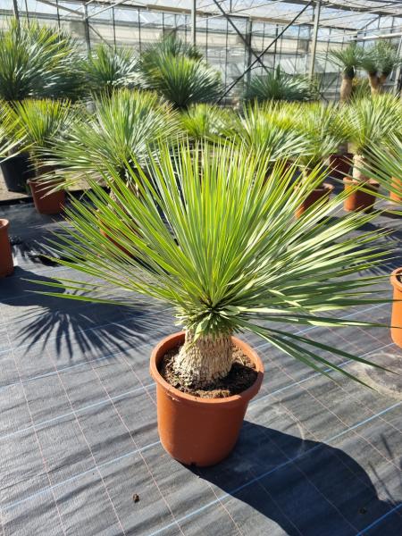 Yucca-Rostrata-1 Yucca-Rostrata-1