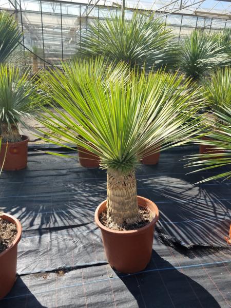 Yucca-Rostrata-R5