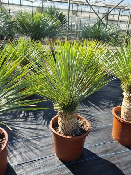 Yucca-Rostrata-R8