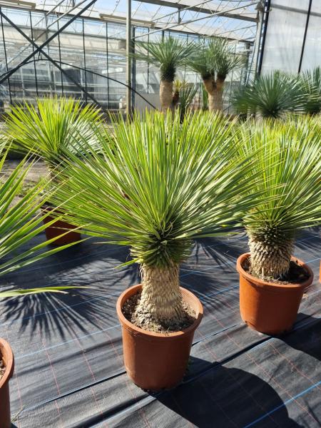 Yucca-Rostrata-R12
