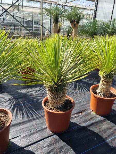 Yucca-Rostrata-R13