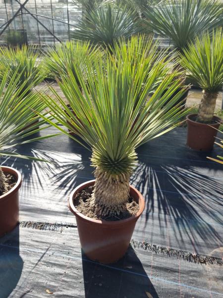 Yucca-Rostrata-R17
