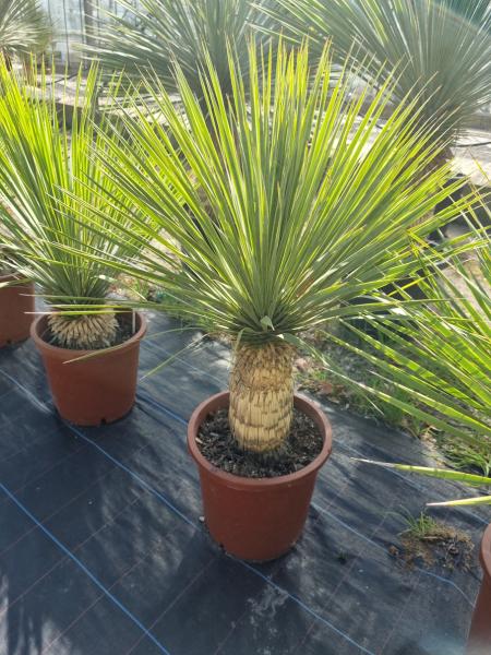 Yucca-Rostrata-R20