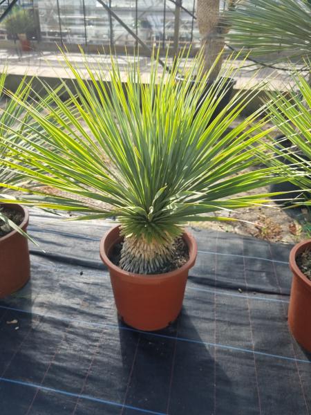 Yucca-Rostrata-R22