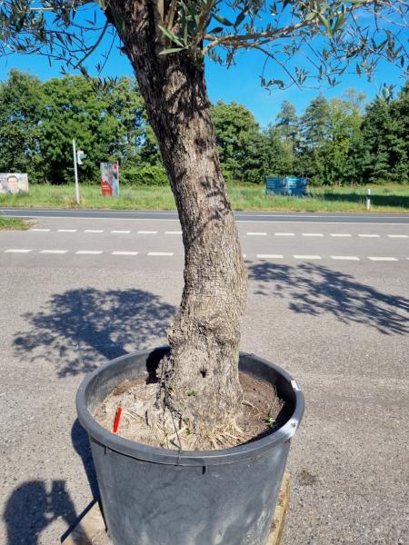 Olivenbaum 280cm (70/80 Jährig) genau diesen Olivenbaum kaufen Nr.120 Olivenbaum 280cm (70/80 Jährig) genau diesen Olivenbaum kaufen Nr.120