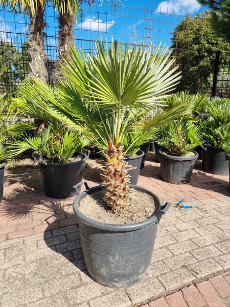 Chamaerops-Vulcano-V3 Chamaerops-Vulcano-V3