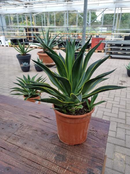 Agave Desmettiana variegata ↑ genau diesen ↑ Nr.2 Agave Desmettiana variegata ↑ genau diesen ↑ Nr.2