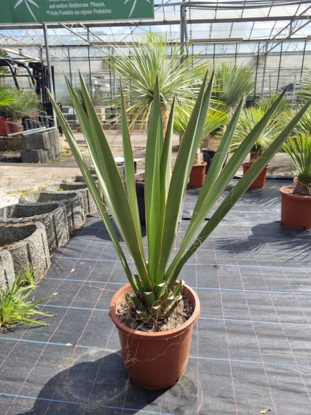 Yucca-Faxoniana1 Yucca-Faxoniana1