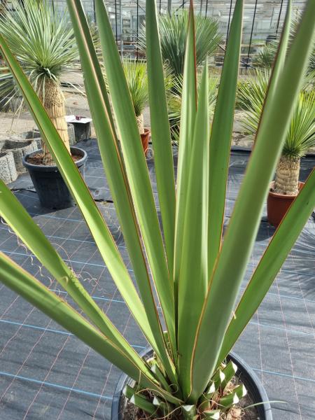 Winterharte Yucca Faxoniana 140 cm - Spanisches Bajonett - Nr.2 Winterharte Yucca Faxoniana 140 cm - Spanisches Bajonett - Nr.2