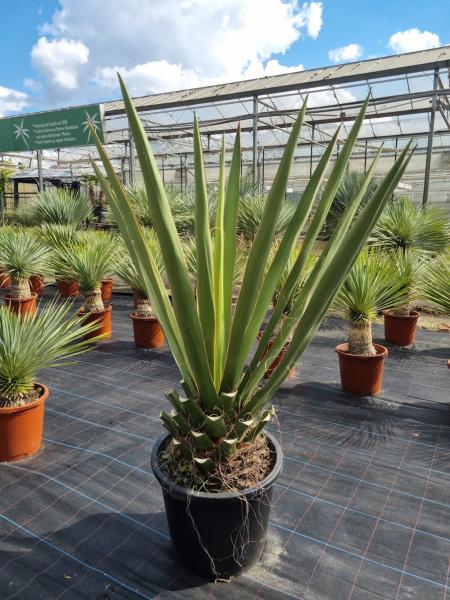 Yucca-Faxoniana-3 Yucca-Faxoniana-3