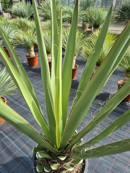 Winterharte Yucca Faxoniana 150 cm - Spanisches Bajonett - Nr.3 Winterharte Yucca Faxoniana 150 cm - Spanisches Bajonett - Nr.3