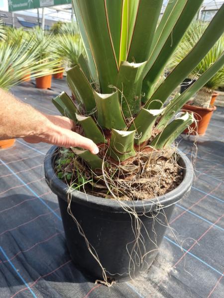 Winterharte Yucca Faxoniana 150 cm - Spanisches Bajonett - Nr.3 Winterharte Yucca Faxoniana 150 cm - Spanisches Bajonett - Nr.3