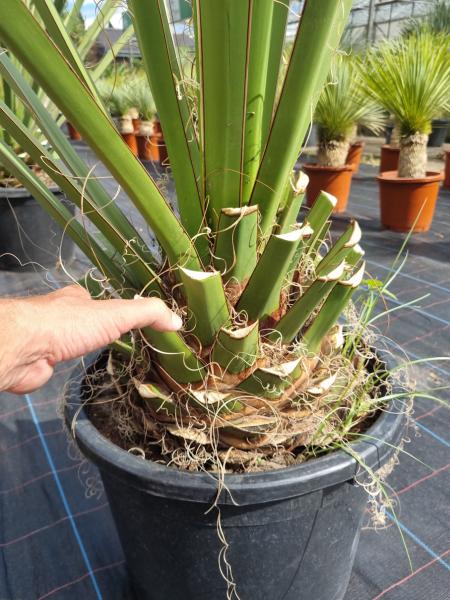Winterharte Yucca Faxoniana 175 cm - Spanisches Bajonett - Nr.4 Winterharte Yucca Faxoniana 175 cm - Spanisches Bajonett - Nr.4
