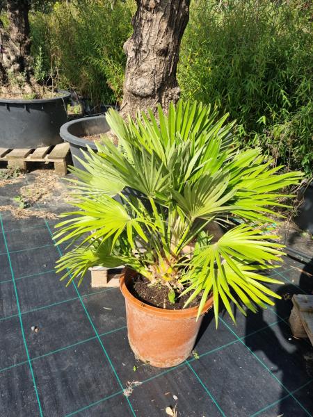 Chamaerops-Vulcano-V16