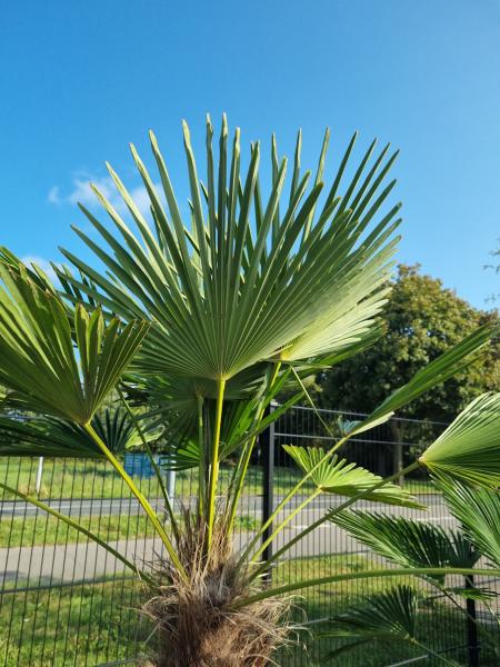 Winterharte Hanfpalme Trachycarpus 210cm ↑ genau diesen im Bild ↑ Wagnerianus Nr.239