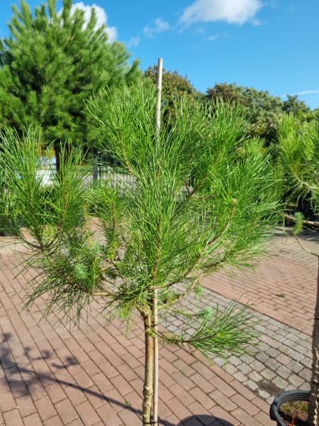2 Stück Pinus pinea je 180 cm Mittelmeer - Schirmpinie. 2 Stück Pinus pinea je 180 cm Mittelmeer - Schirmpinie.