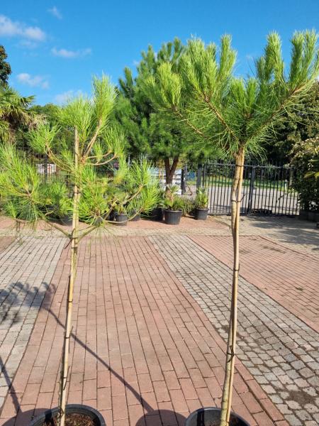 Pinus Pinea in NRW kaufen - www.plantaplaza.de