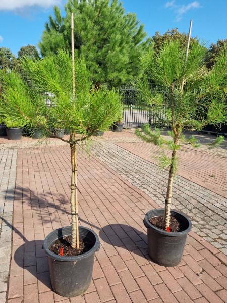 Pinus Pinea in NRW kaufen - www.plantaplaza.de
