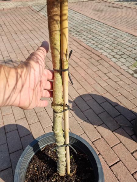 2 Stück Pinus pinea 165 + 170 cm Mittelmeer - Schirmpinie.