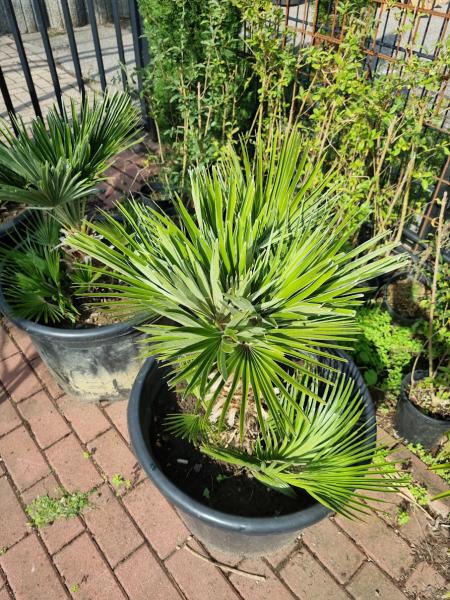 Chamaerops Vulcano zwergpalme 85 cm Nr.V18