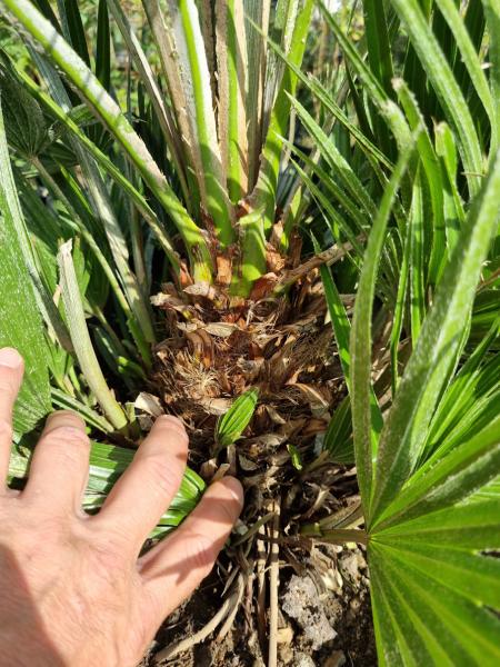 Chamaerops Vulcano zwergpalme 105 cm Nr.V21