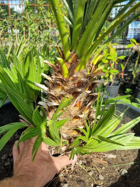 Chamaerops Vulcano zwergpalme 100 cm Nr.V22