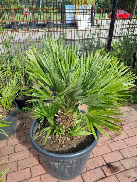 Chamaerops Vulcano zwergpalme 100 cm Nr.V22