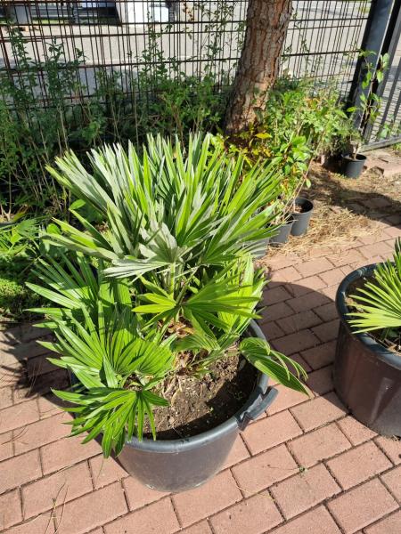 Chamaerops Vulcano zwergpalme 95 cm Nr.V24